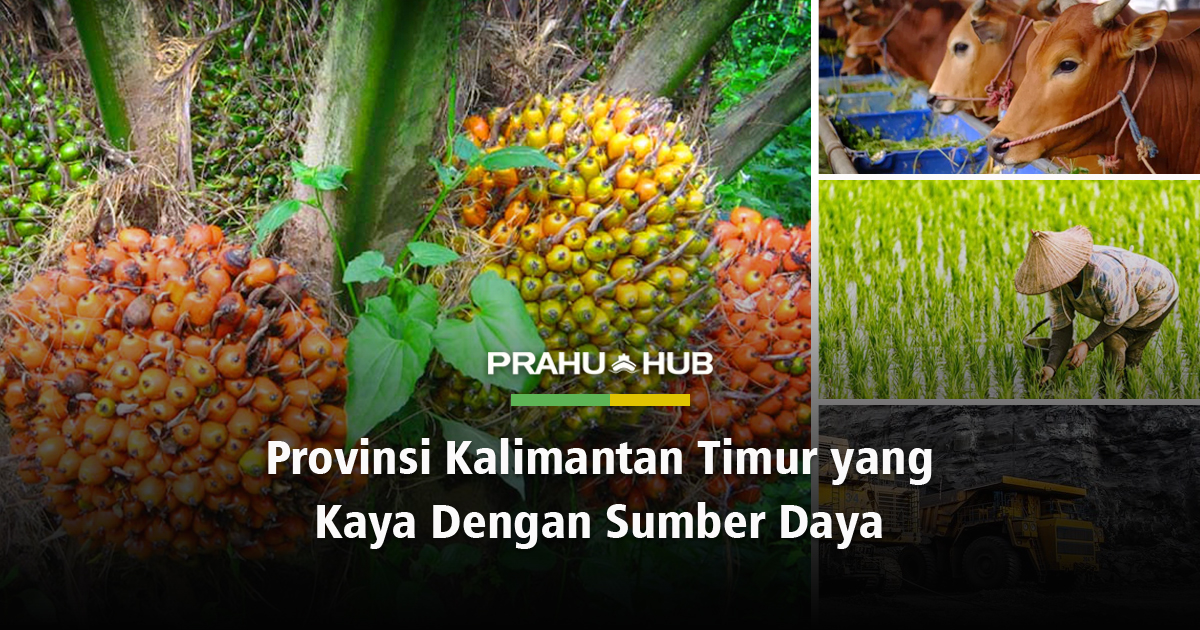 Bagaimana pengelolaan kegiatan ekonomi di bidang peternakan indonesia
